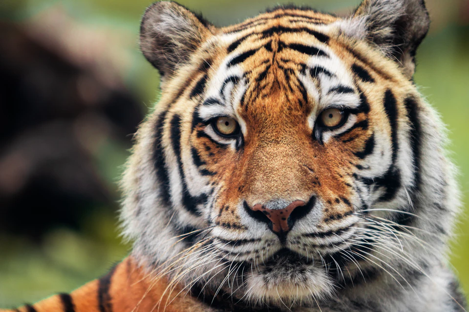 Siberian tiger
