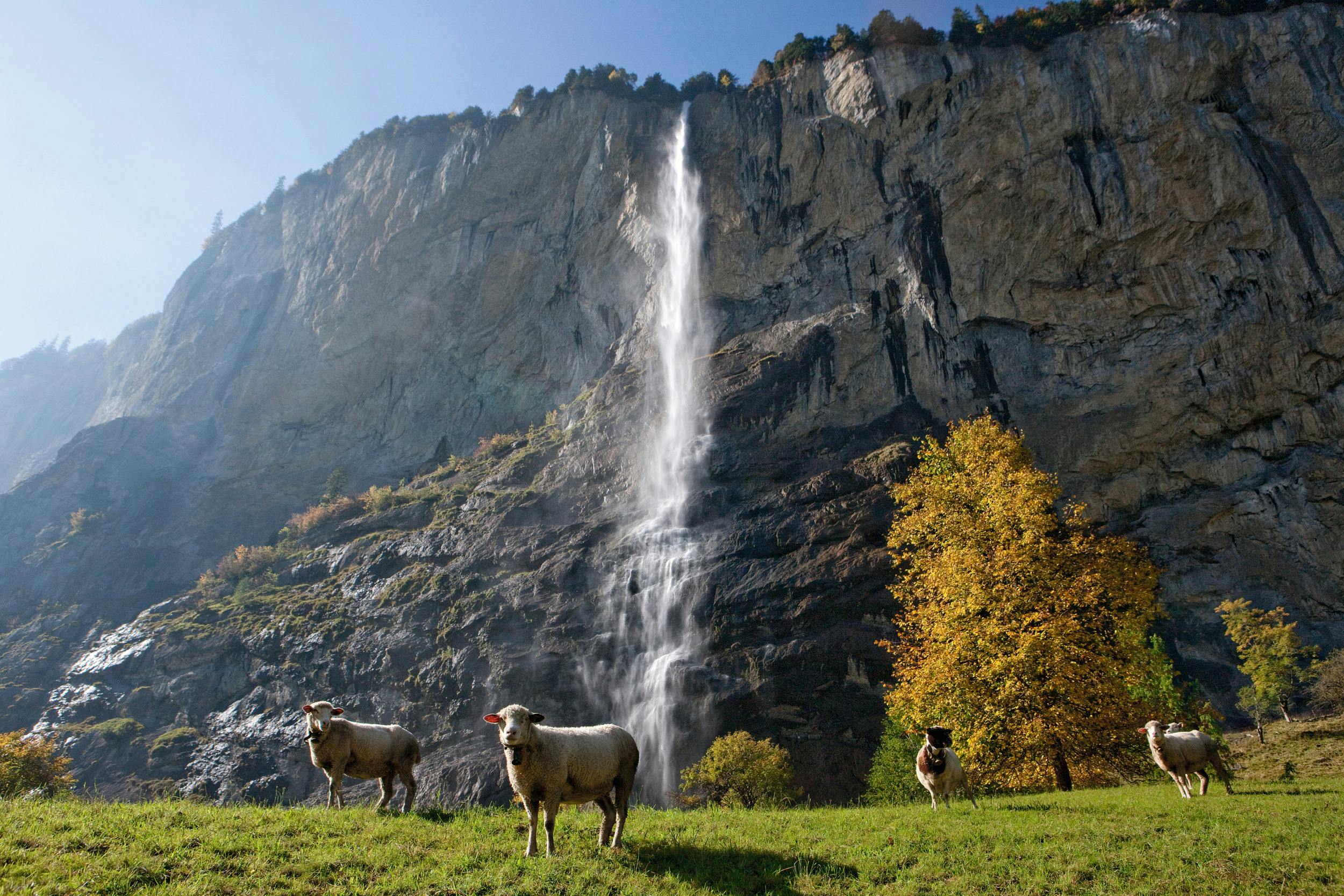 Three sheep stand in a grassy meadow with a waterfall cascading down a rocky cliff in the background. Trees are on the right side.
