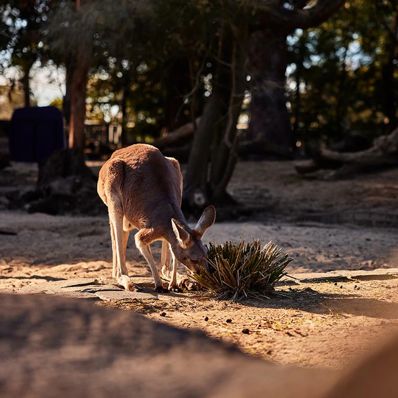 Taronga Zoo Sydney: Entry Ticket in Sydney β Tiqets