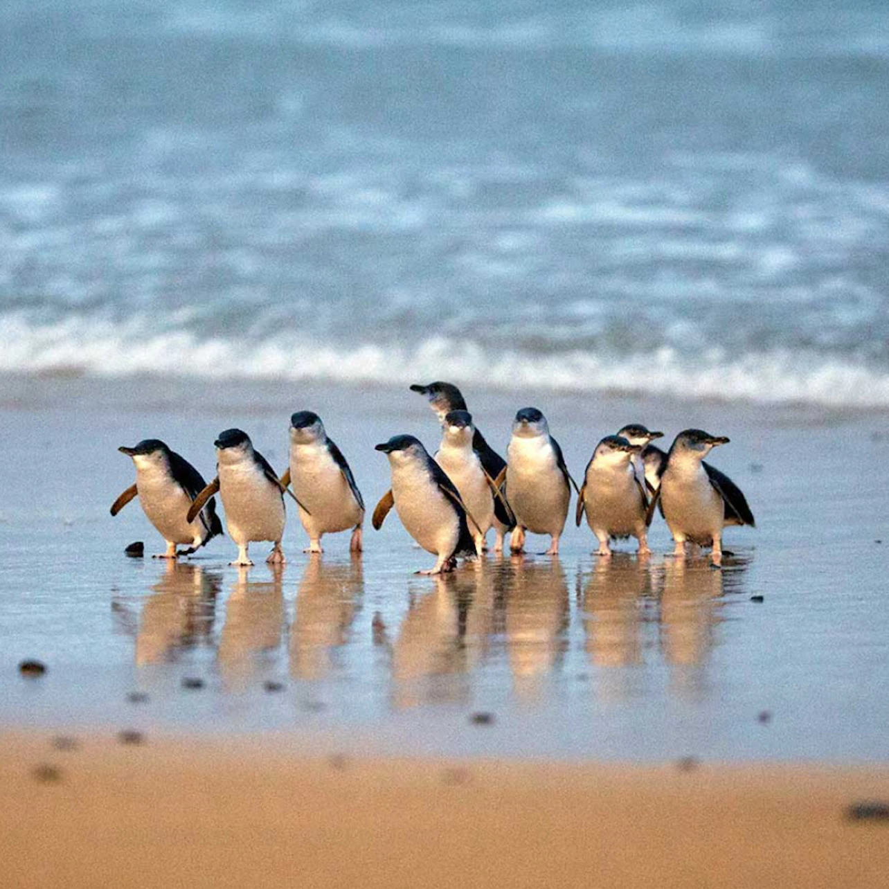 Phillip Island Penguins Express Tour from Melbourne in Melbourne β Tiqets