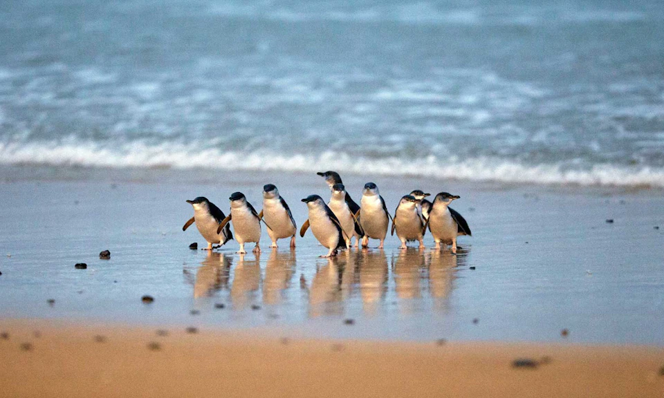 A group of penguins stands together on a wet sandy beach, with gentle ocean waves in the background.