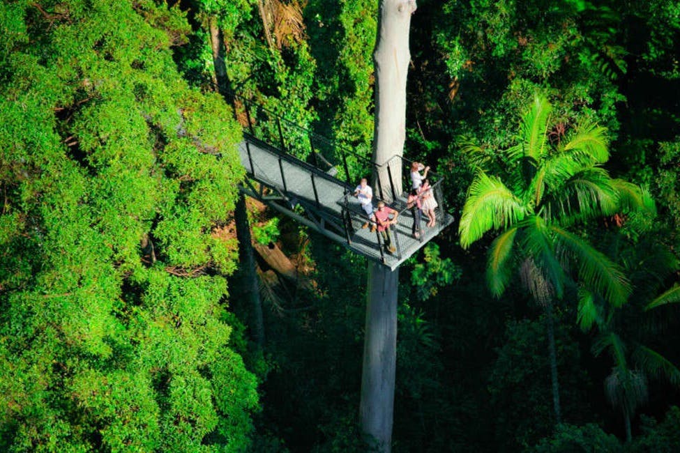 Tamborine Mountain Rainforest Skywalk