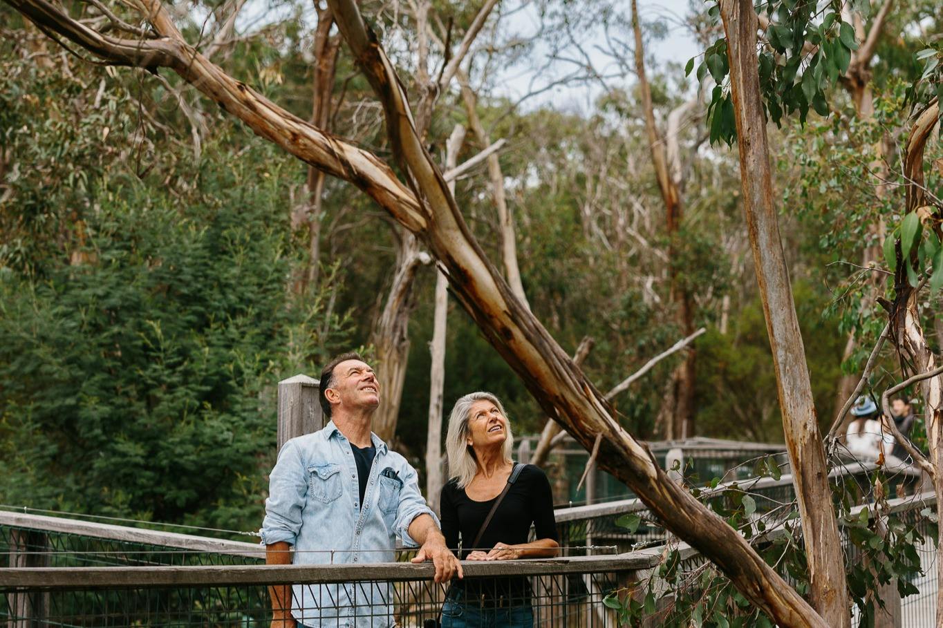 Two people standing on a wooden bridge, looking up, surrounded by trees and greenery in an outdoor natural setting.