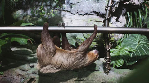 A sloth hangs upside down from a horizontal metal pole in a lush, green environment with large leaves and rocks.