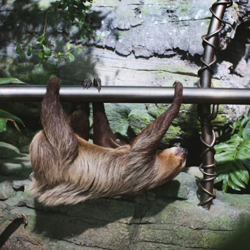A sloth hangs upside down from a horizontal metal pole in a lush, green environment with large leaves and rocks.
