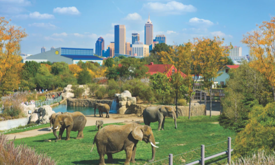 Elephants graze in a zoo enclosure with a city skyline in the background and trees tinged with autumn colors.