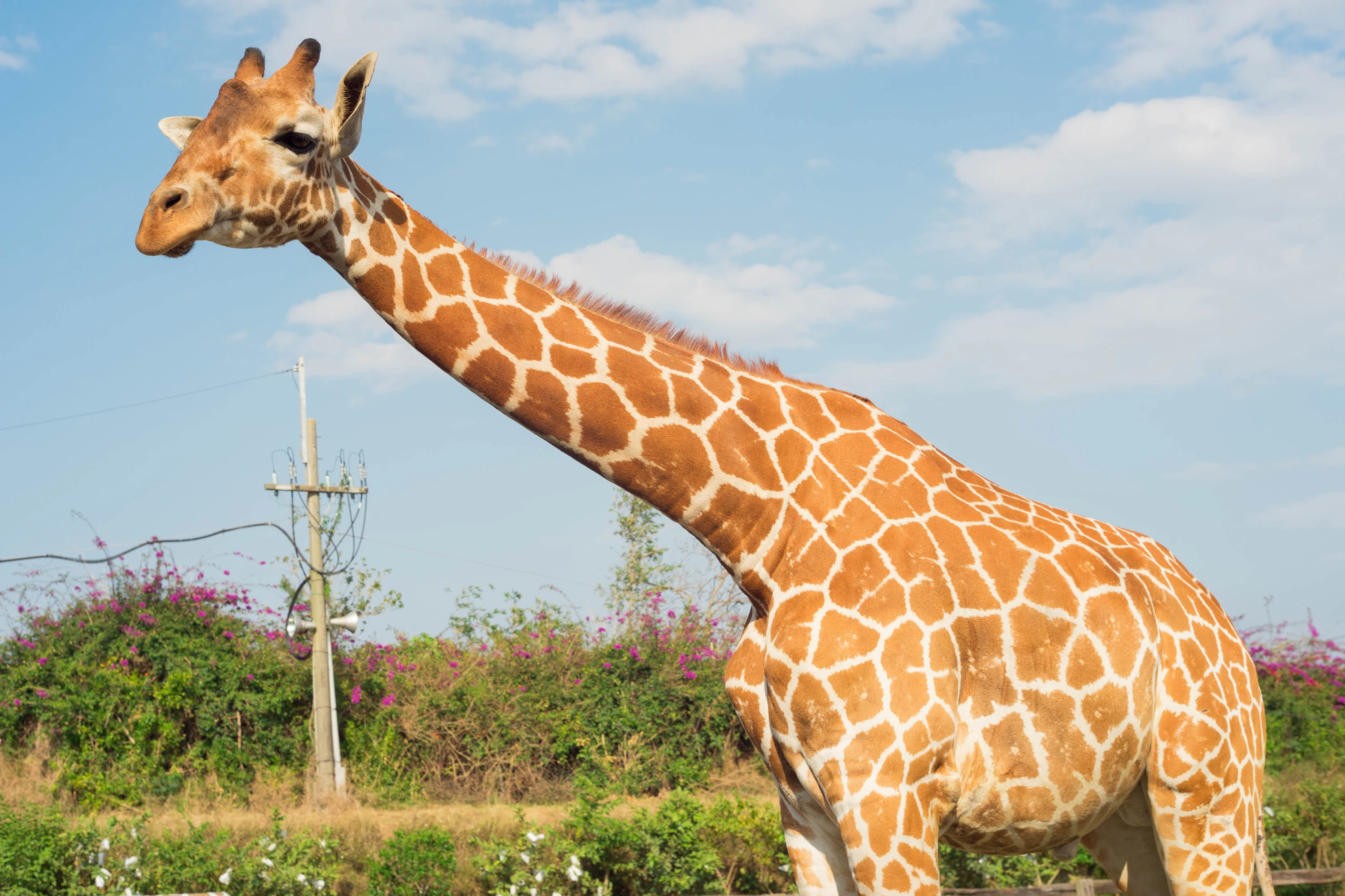 Tainan Wanpi World Safari Zoo: Holiday Park Admission + Skip The Line Ticket