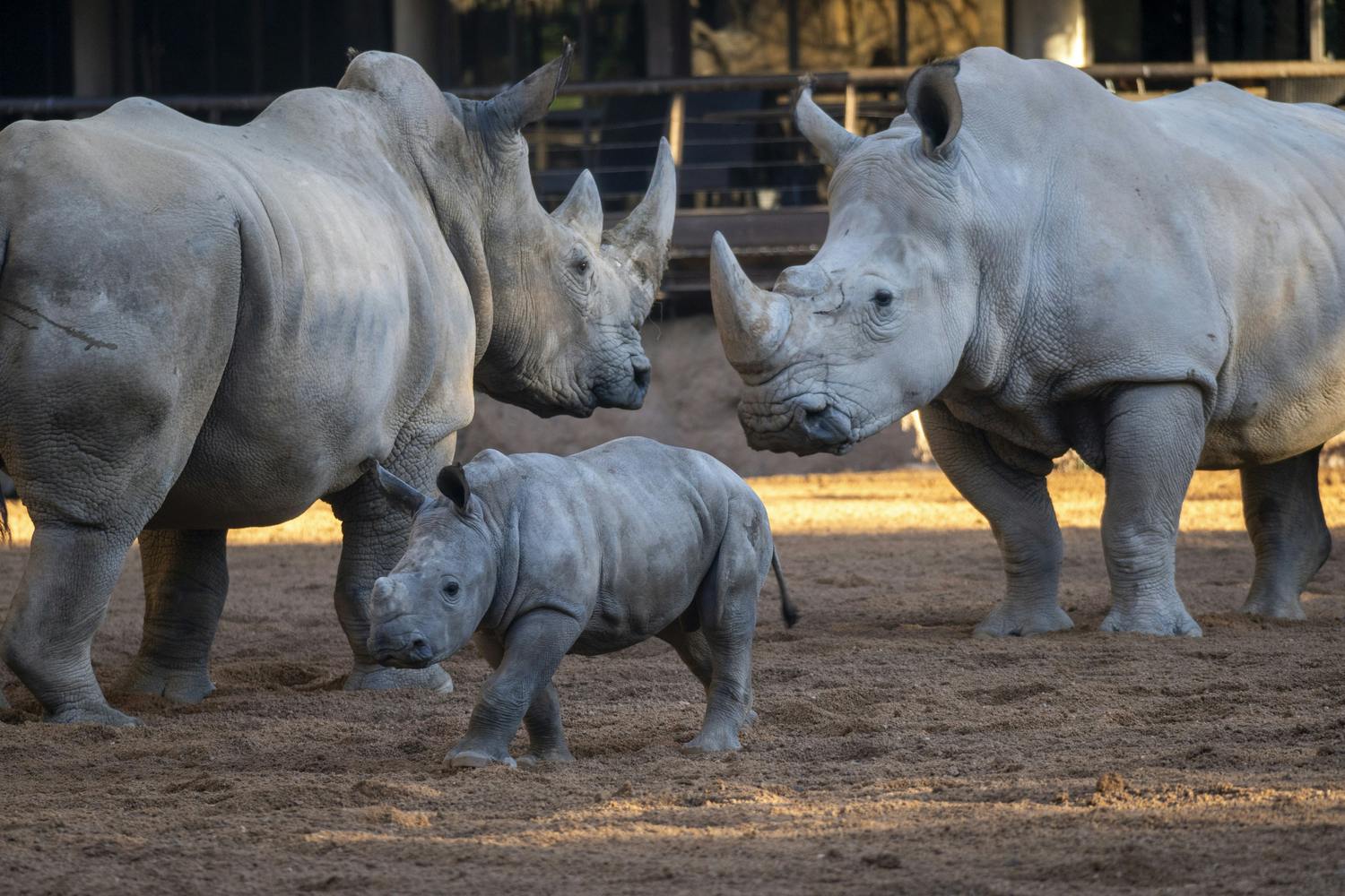 Bioparc Valencia: Fast track-ticket