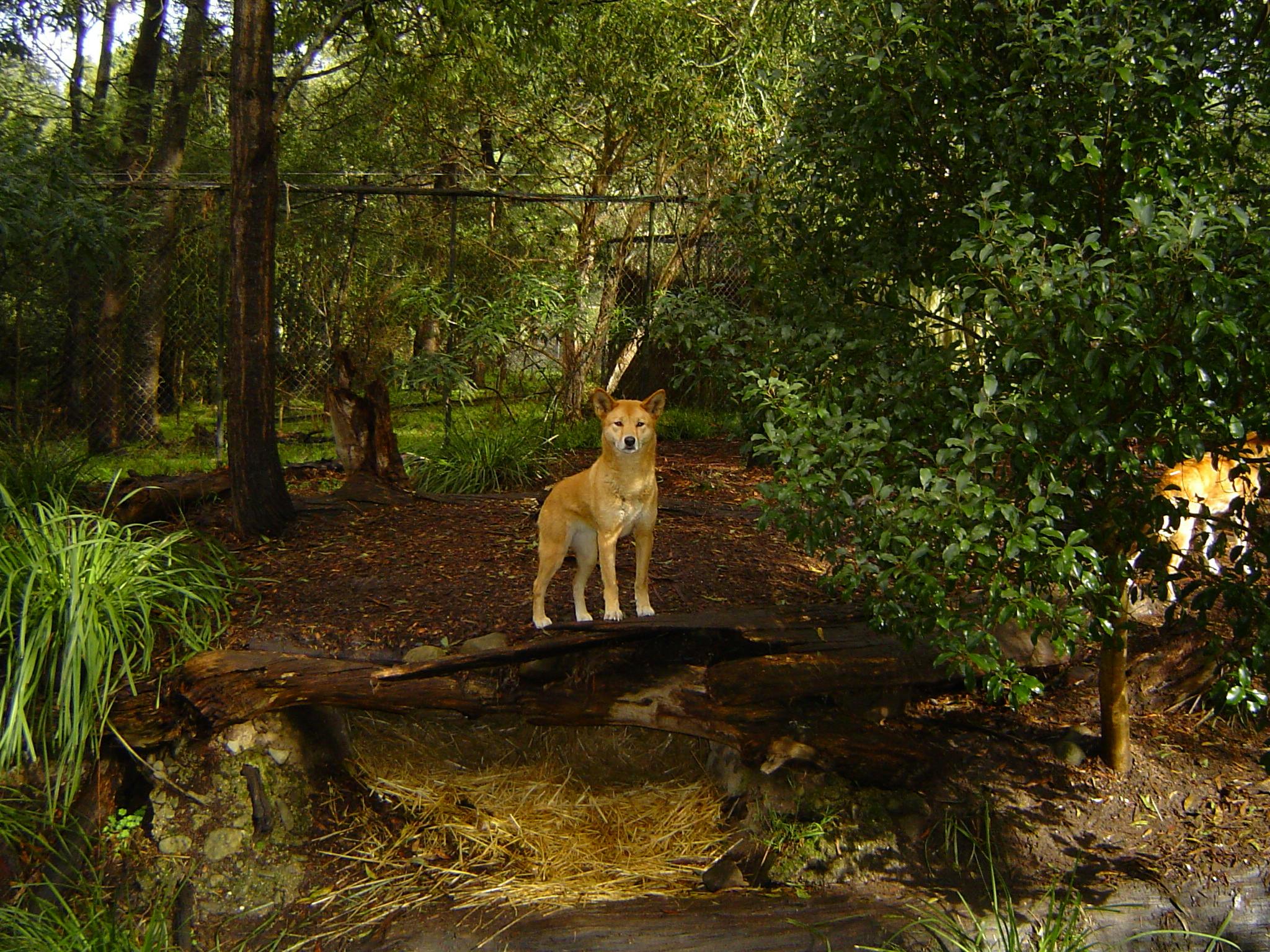 A dingo stands on a log in a wooded area with a fenced background and a bed of straw beneath the log.