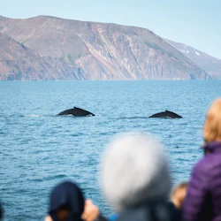 Husavík: Whale Watching Tour + Snack 2