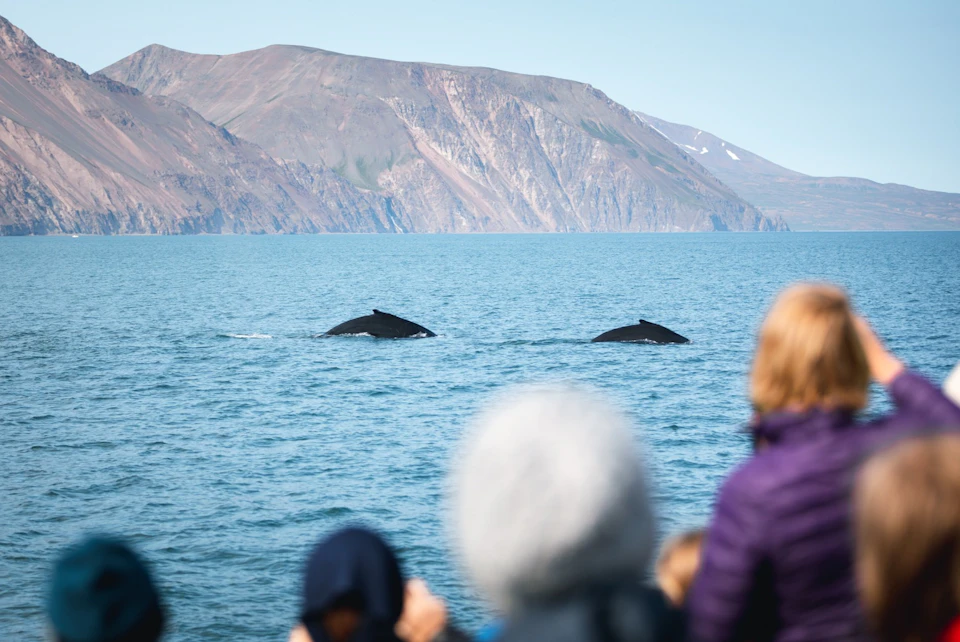 Humpback whales diving
