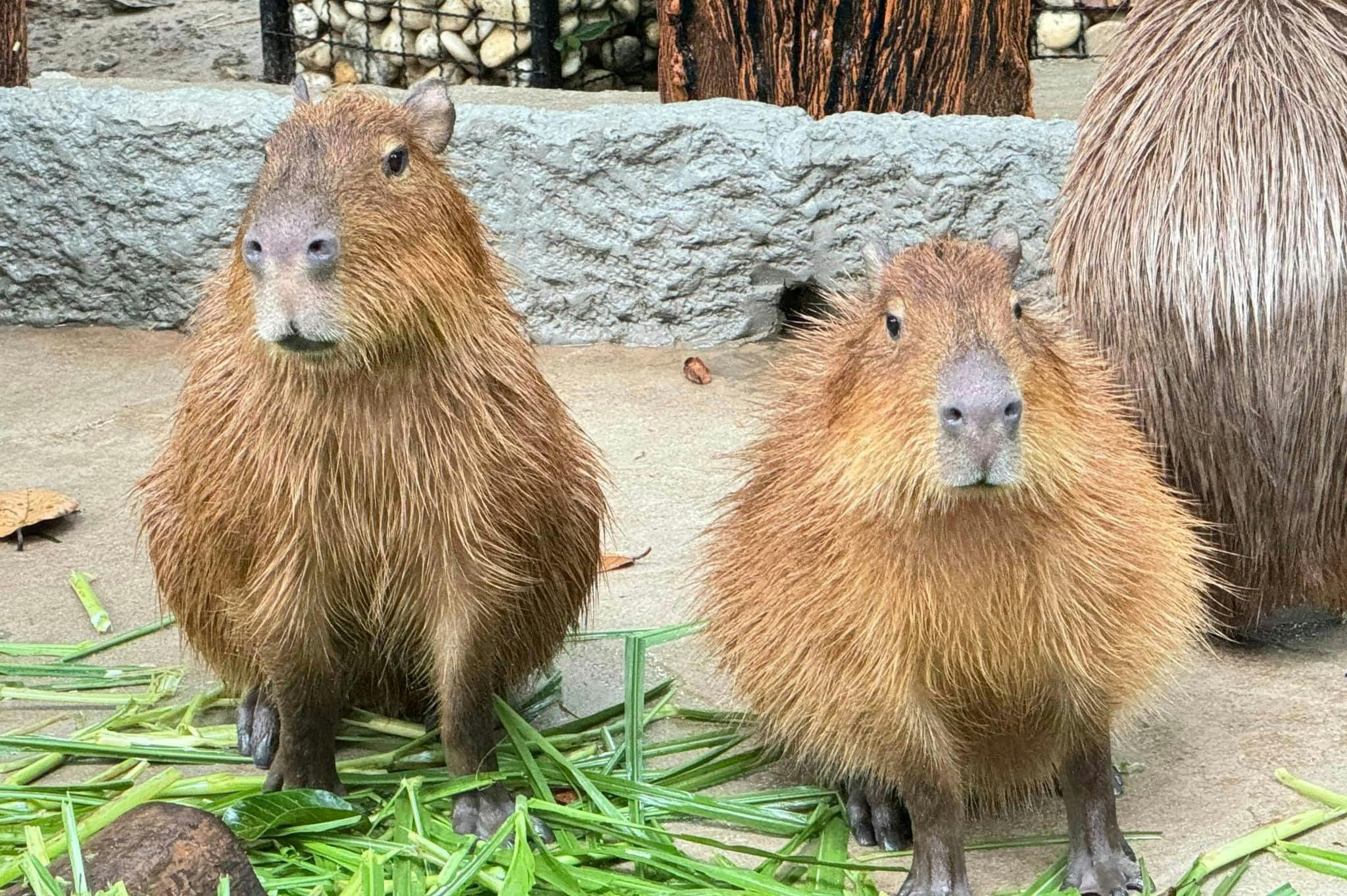 芭堤雅Khao Kheow开放式动物园