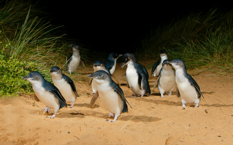 A group of little penguins walking on a sandy path surrounded by grass at night.