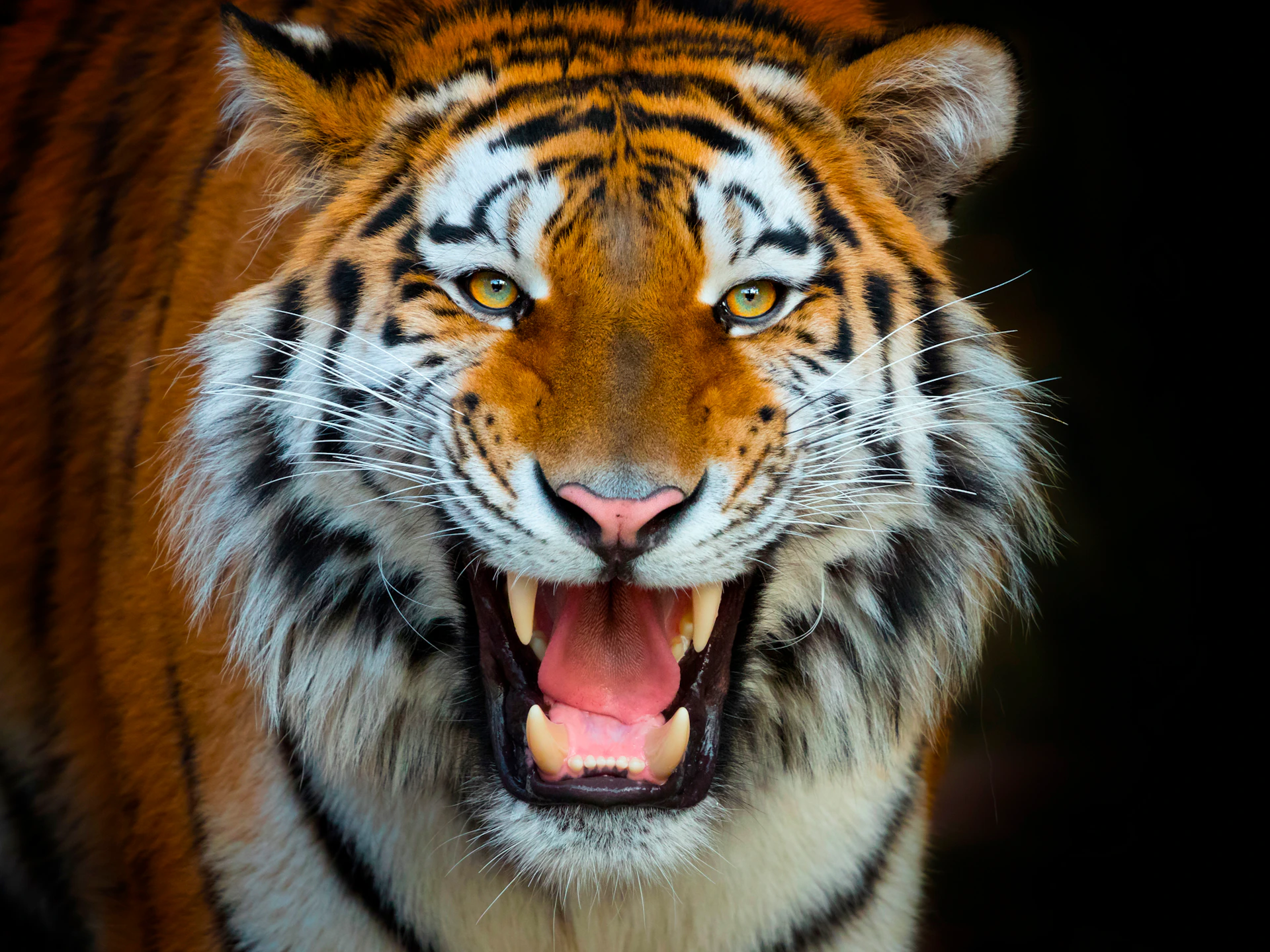 Close-up of a tiger with mouth open, showing teeth and a focused expression, against a dark background.