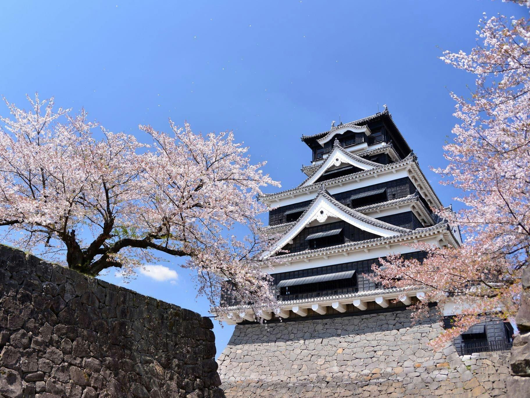 Traditional Japanese castle with black and white walls, surrounded by blooming cherry blossoms under a clear blue sky.