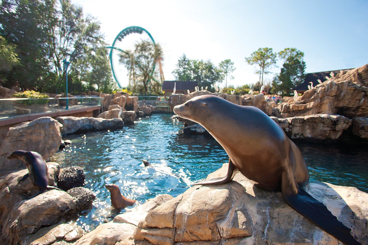 SeaWorld Orlando: Entry Ticket with Optional Quick Queue