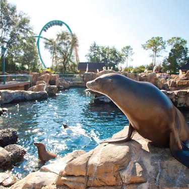 Orlando SeaWorld Tickets