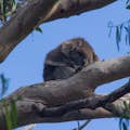 Koala in het Great Otway National Park