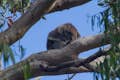 Koala i nationalparken Great Otway