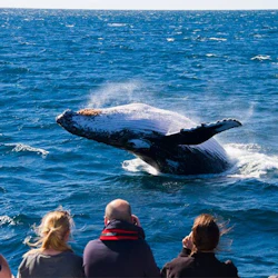 Three people on a boat watch a humpback whale breaching in the ocean under a clear blue sky.