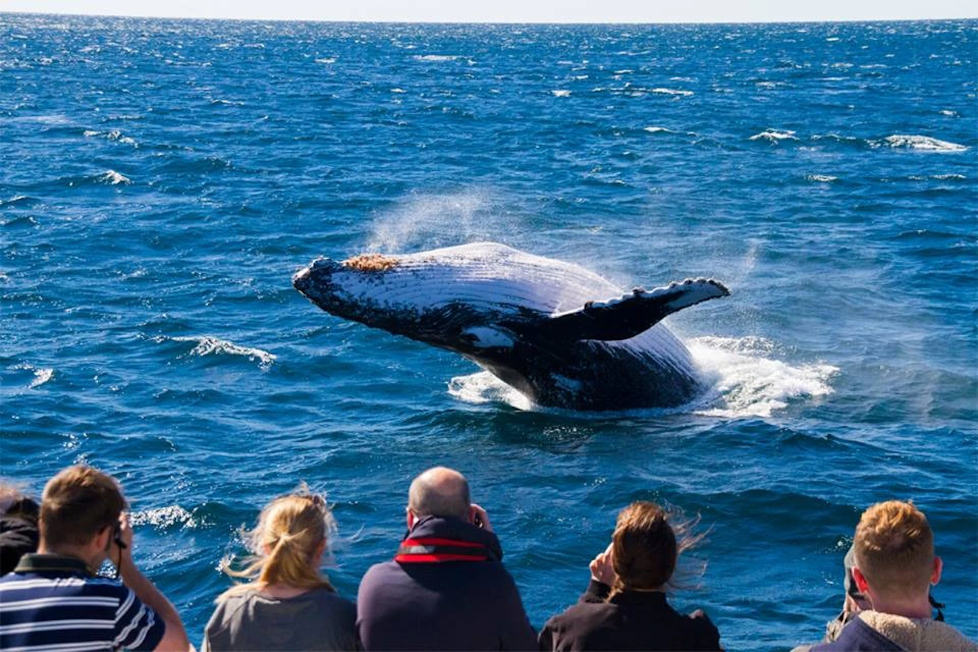 Three people on a boat watch a humpback whale breaching in the ocean under a clear blue sky.