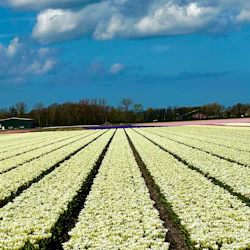 Amsterdam: Small Group Tulip Fields Bike Tour 3