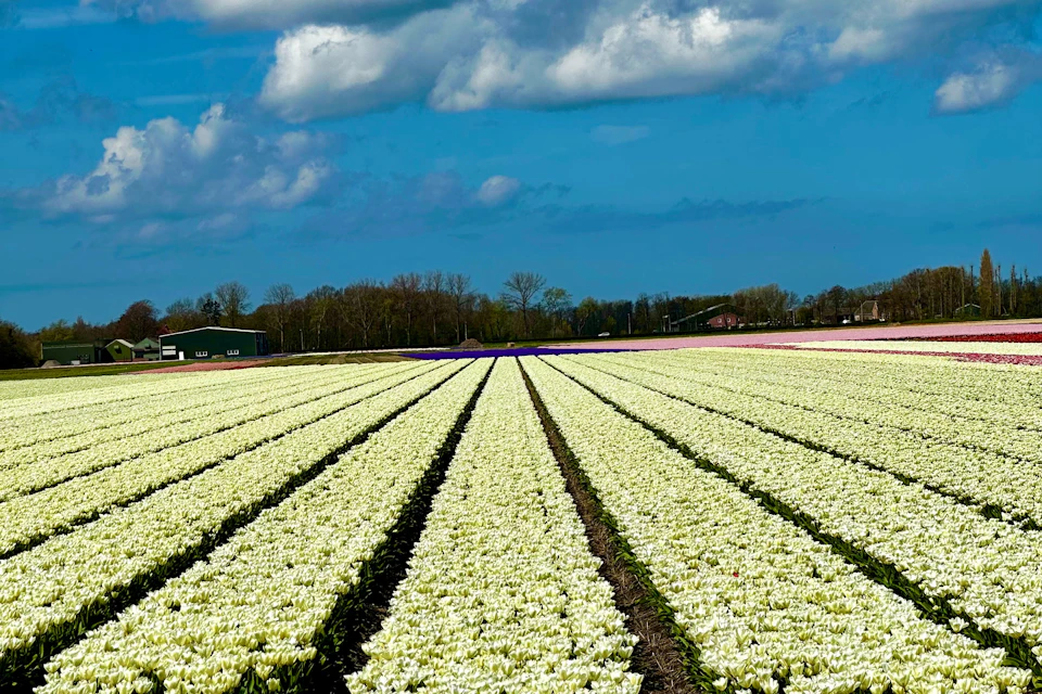 Beautiful sky and tulipfields