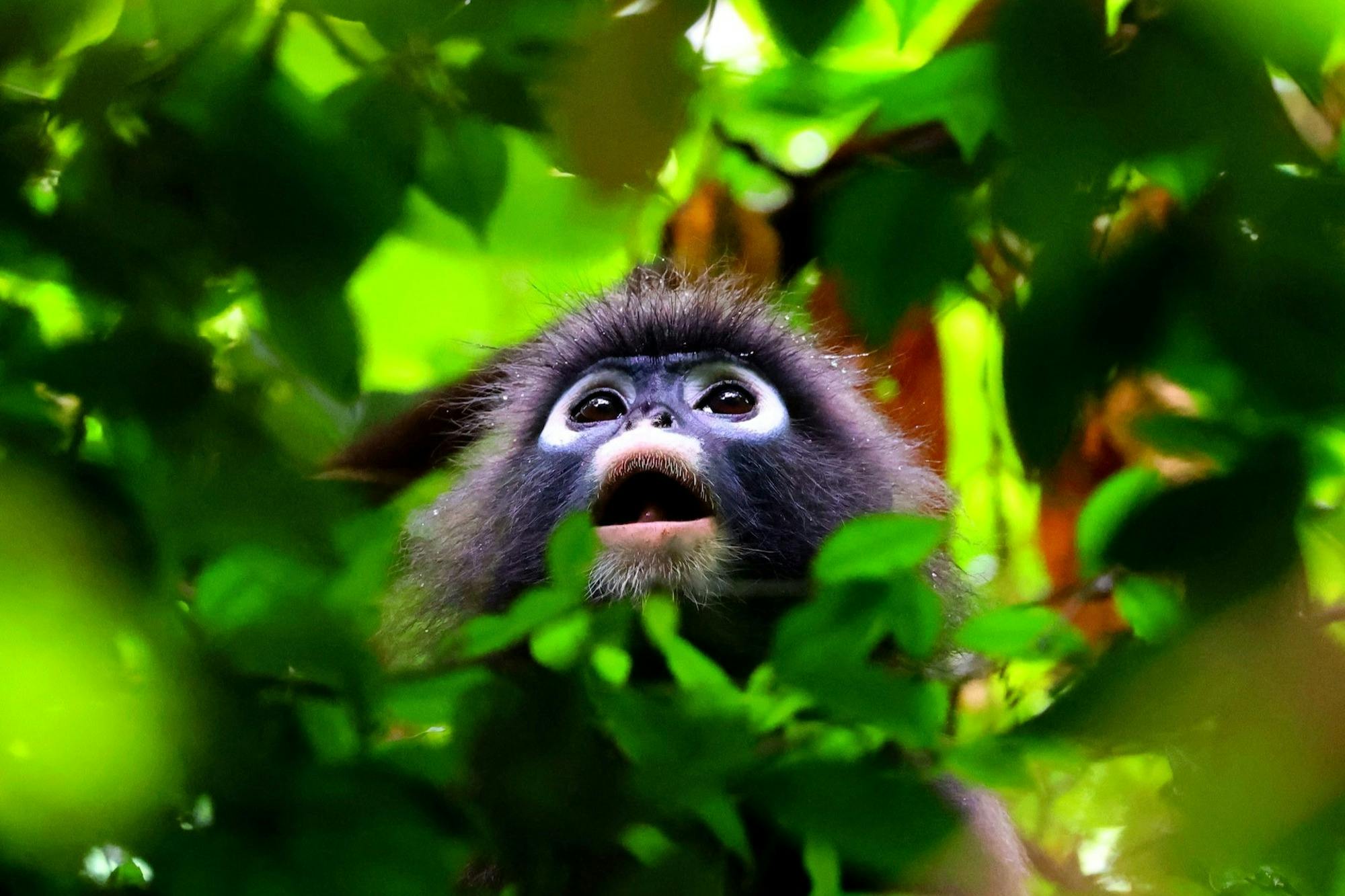 Observe wildlife during the private longtail tour