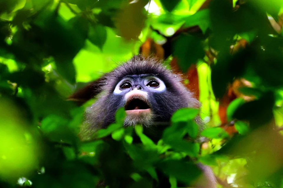 Observe wildlife during the private longtail tour