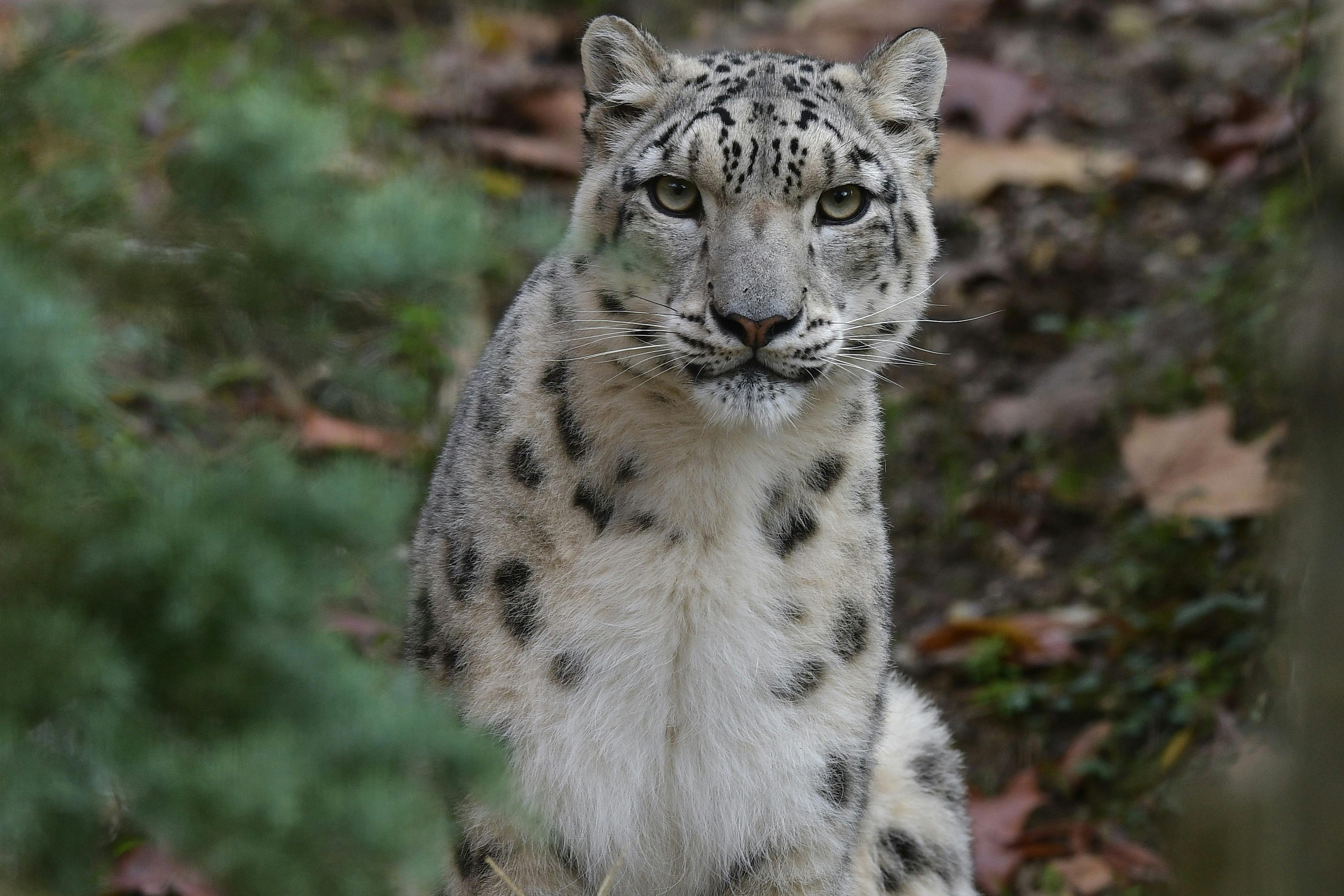 自然野生动物园