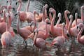 Flamingo lake