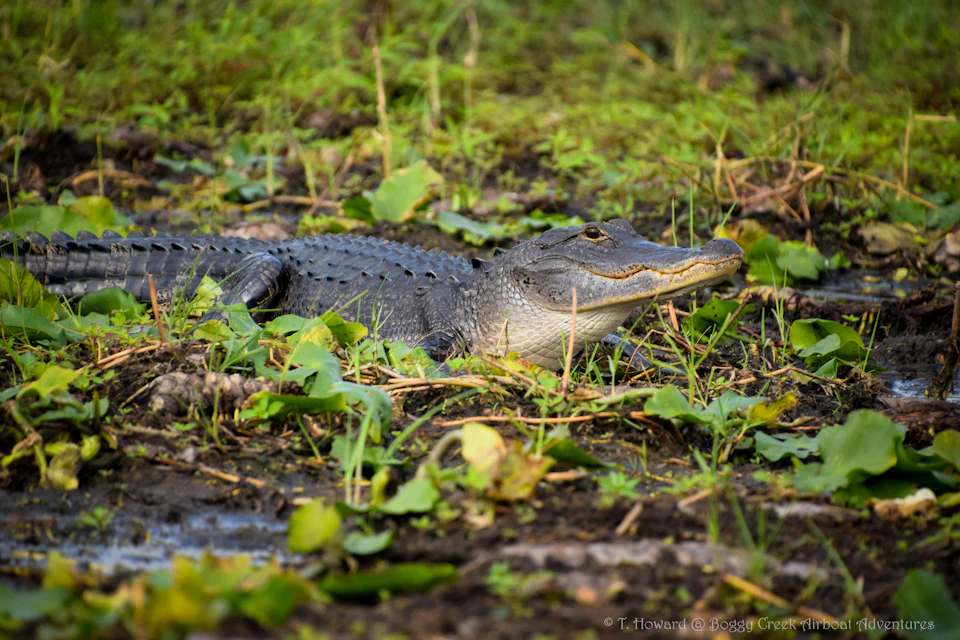 Gator Sighting on Airboat Tour
