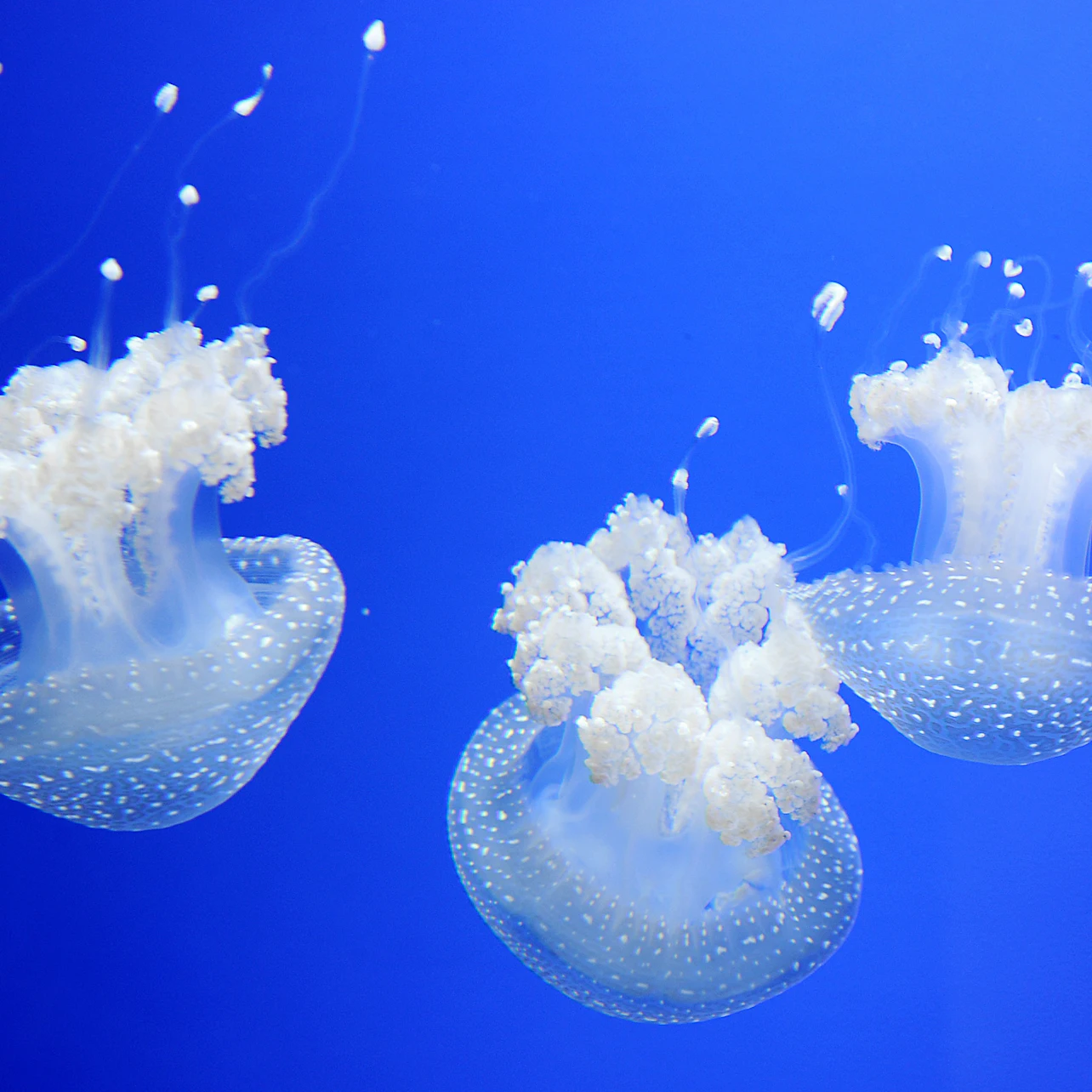 Acuario de Génova: Entrada + Experiencia alimentaria