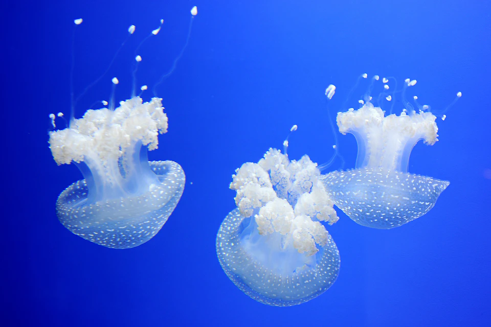 Genoa Aquarium