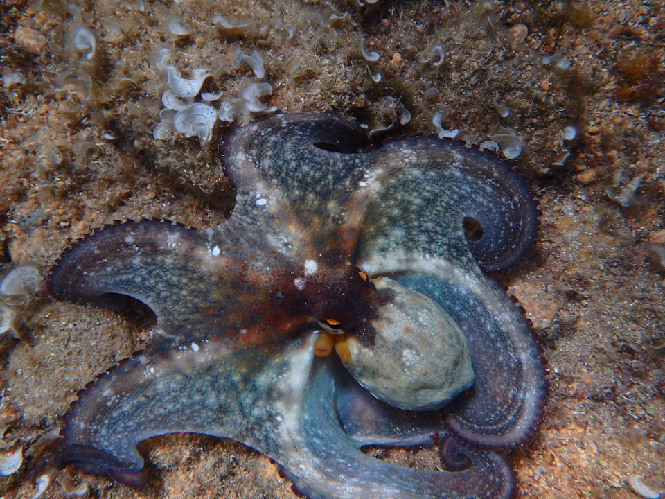 Octopus