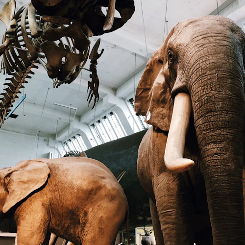 Museu de História Natural: tour guiado semiprivado - Photo 3