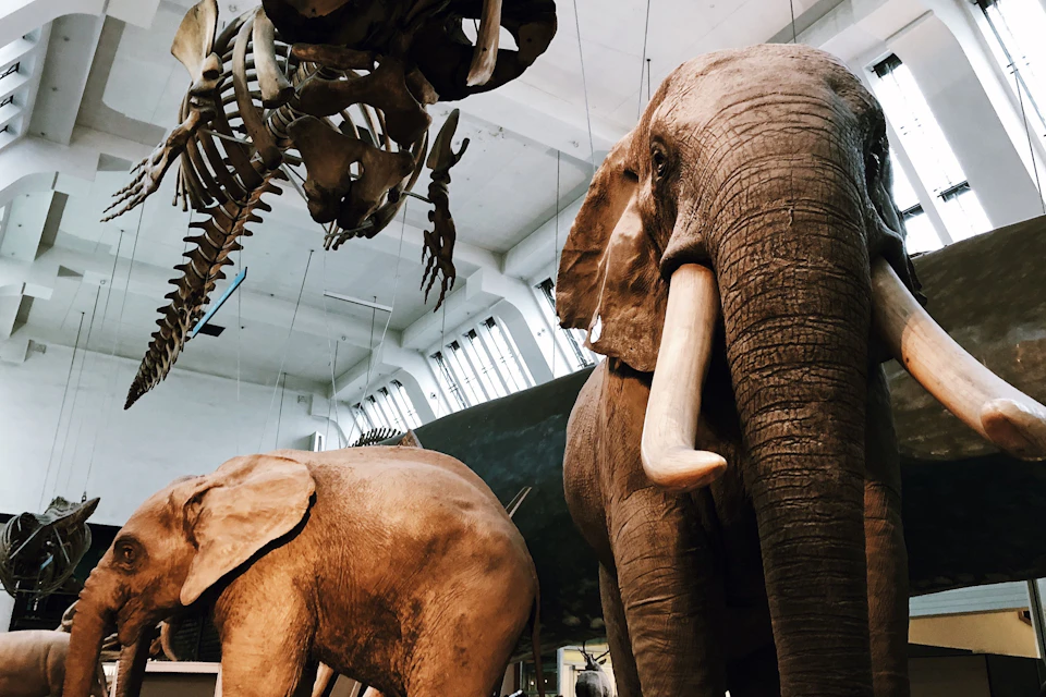 Inside the Natural History Museum