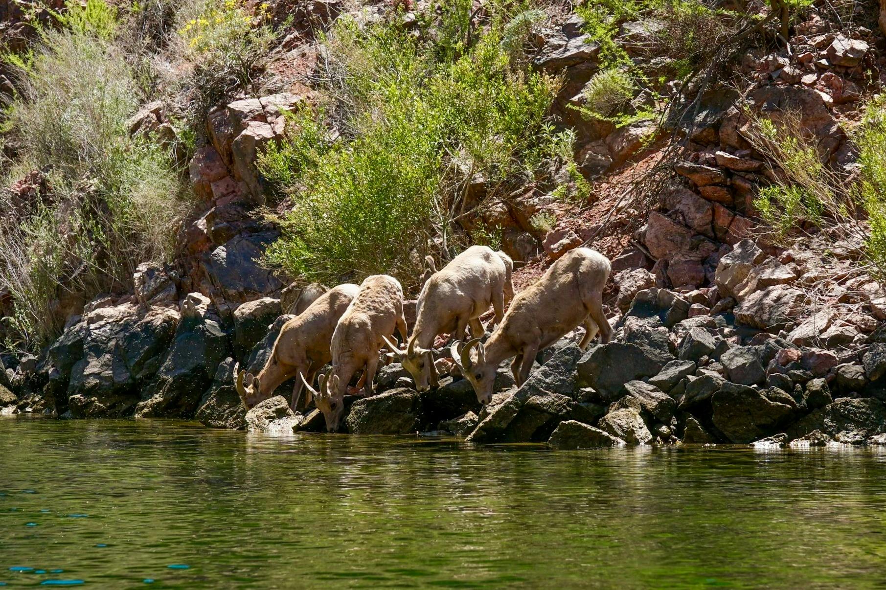 Bighorn sheep drink out of the Colorado River.
