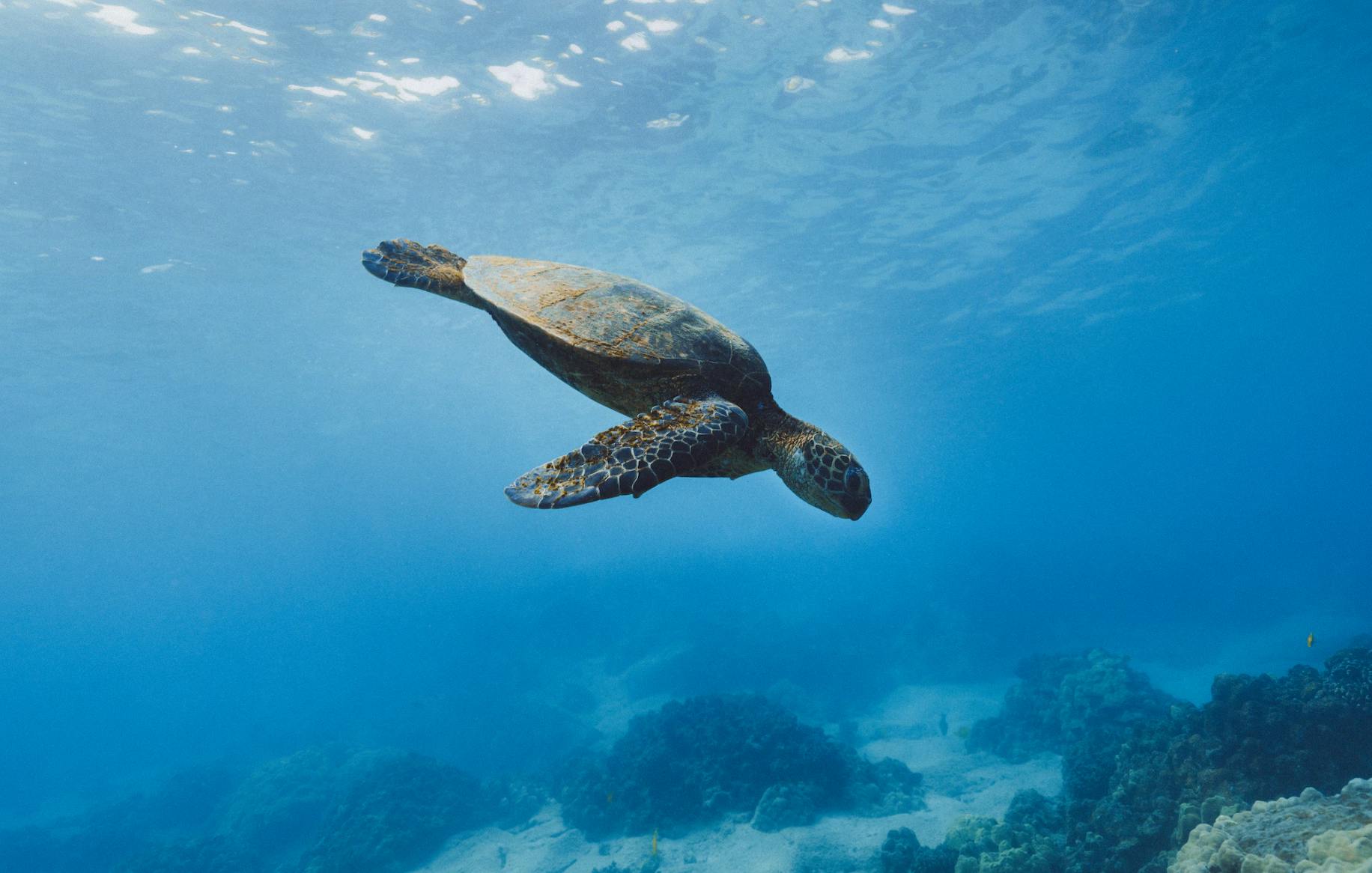 En havskildpadde, der svømmer under vandet over en sandet havbund med spredte koraller, omgivet af klart blåt vand.