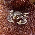 Crab on anemone