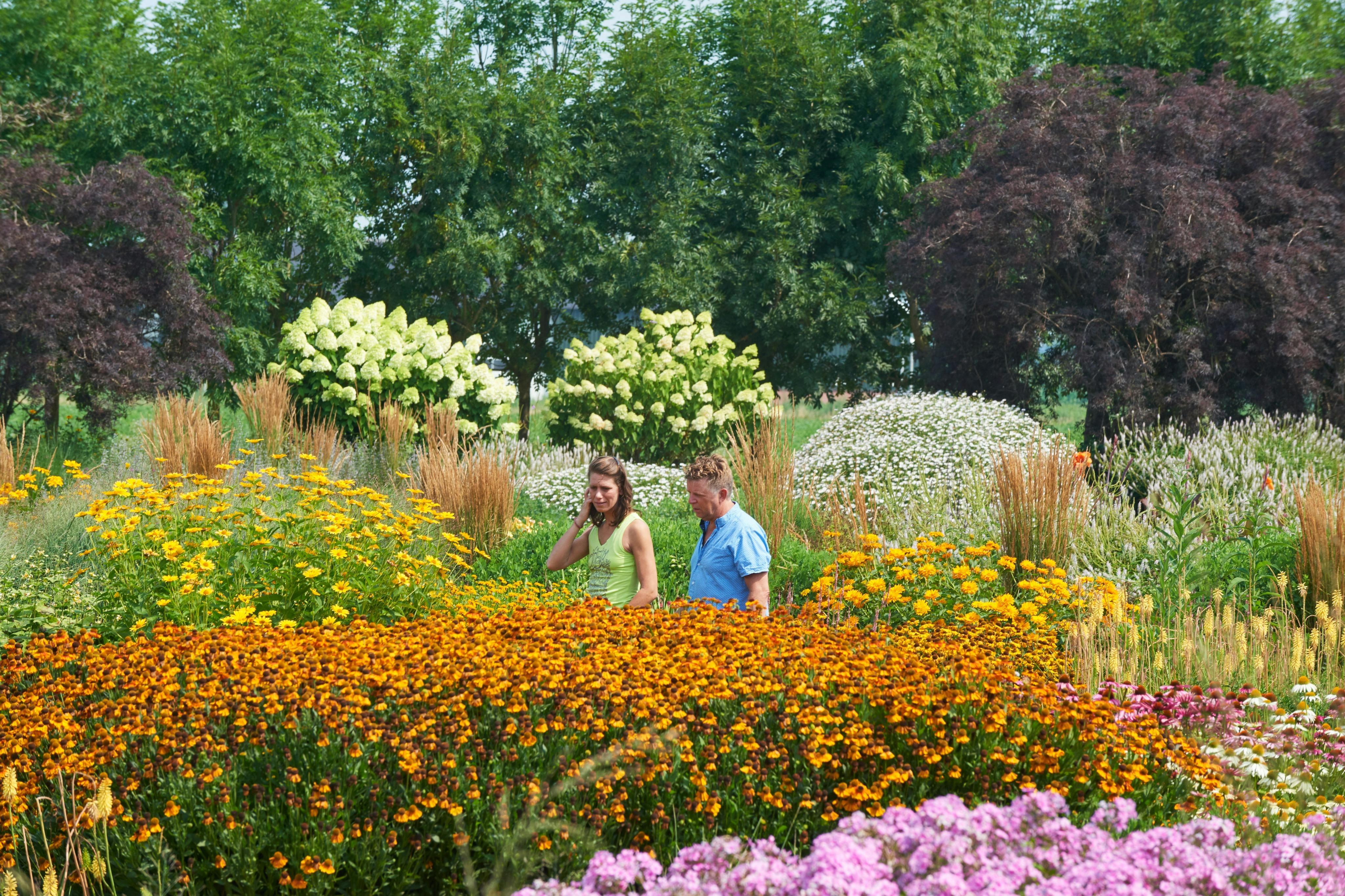 花园、花卉、公园、Appeltern