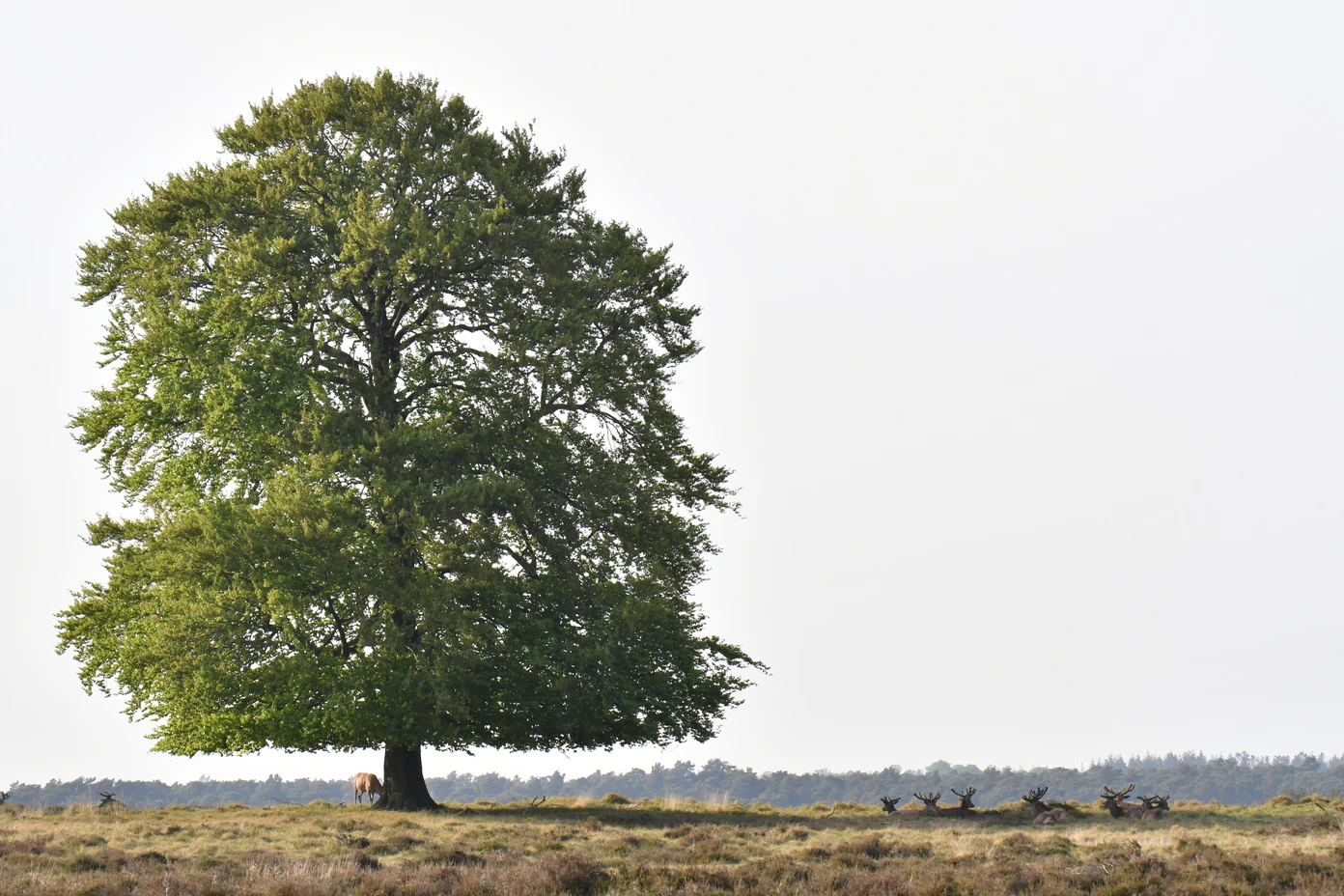 De Hoge Veluwe National Park