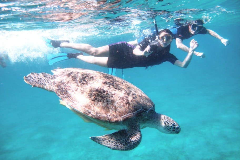 Snorkeling with turtles