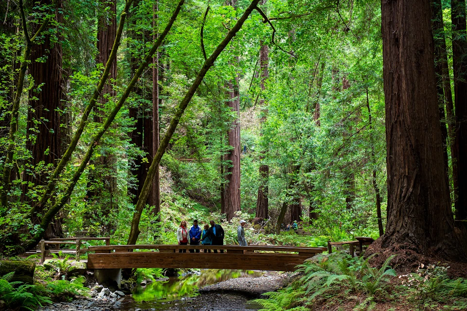 A group of people standing on a wooden bridge in a lush forest with tall trees and green foliage.