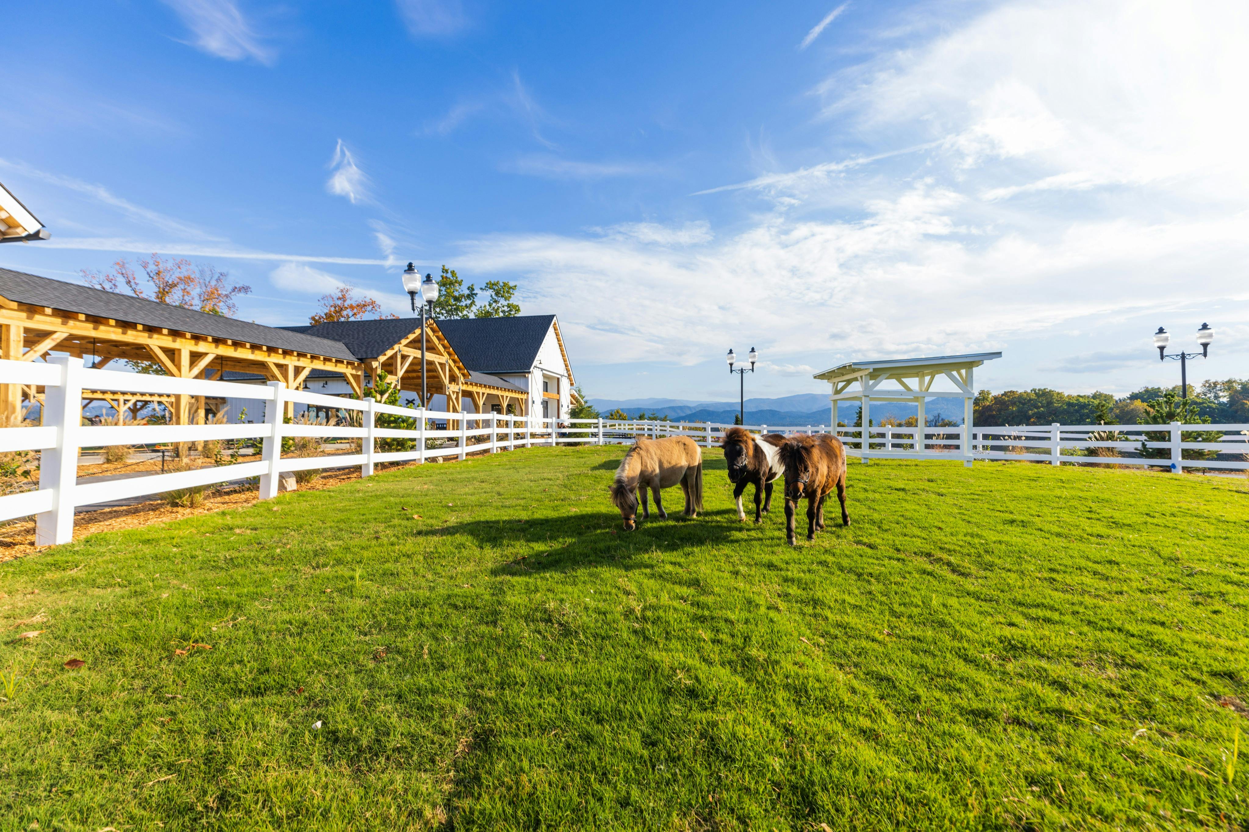 Miniature horses play in the pasture near the barns