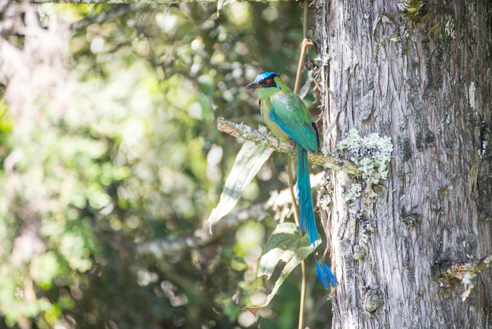 A brightly colored bird with blue and green feathers perched on a tree branch in a forested area.