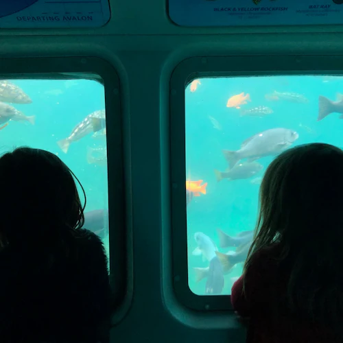 Catalina Island: Day Trip + Scenic Driving Tour - Photo 8