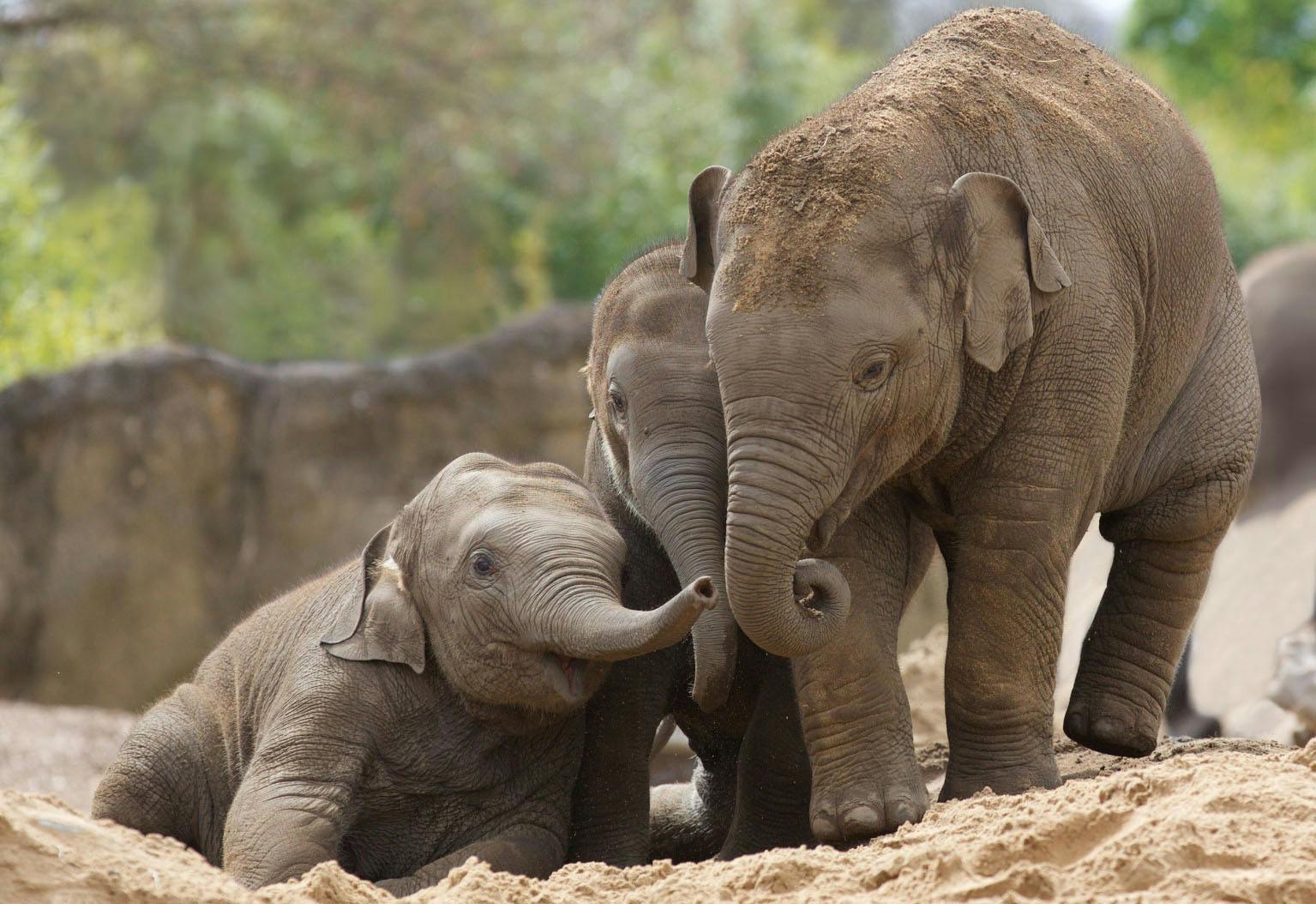 都柏林动物园的大象体验