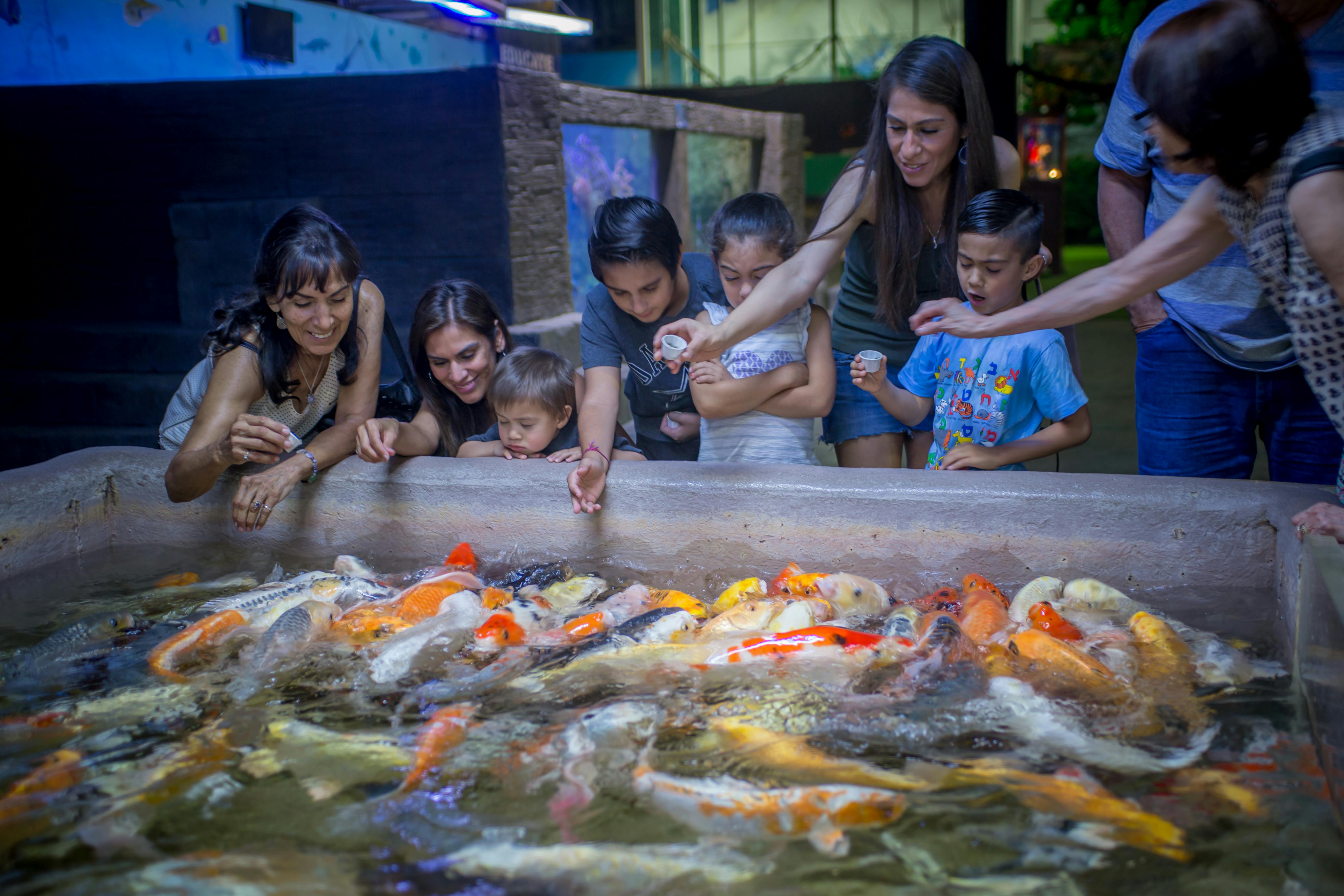 Dospělí a děti s radostí krmí koi ryby ve vnitřním akváriu.