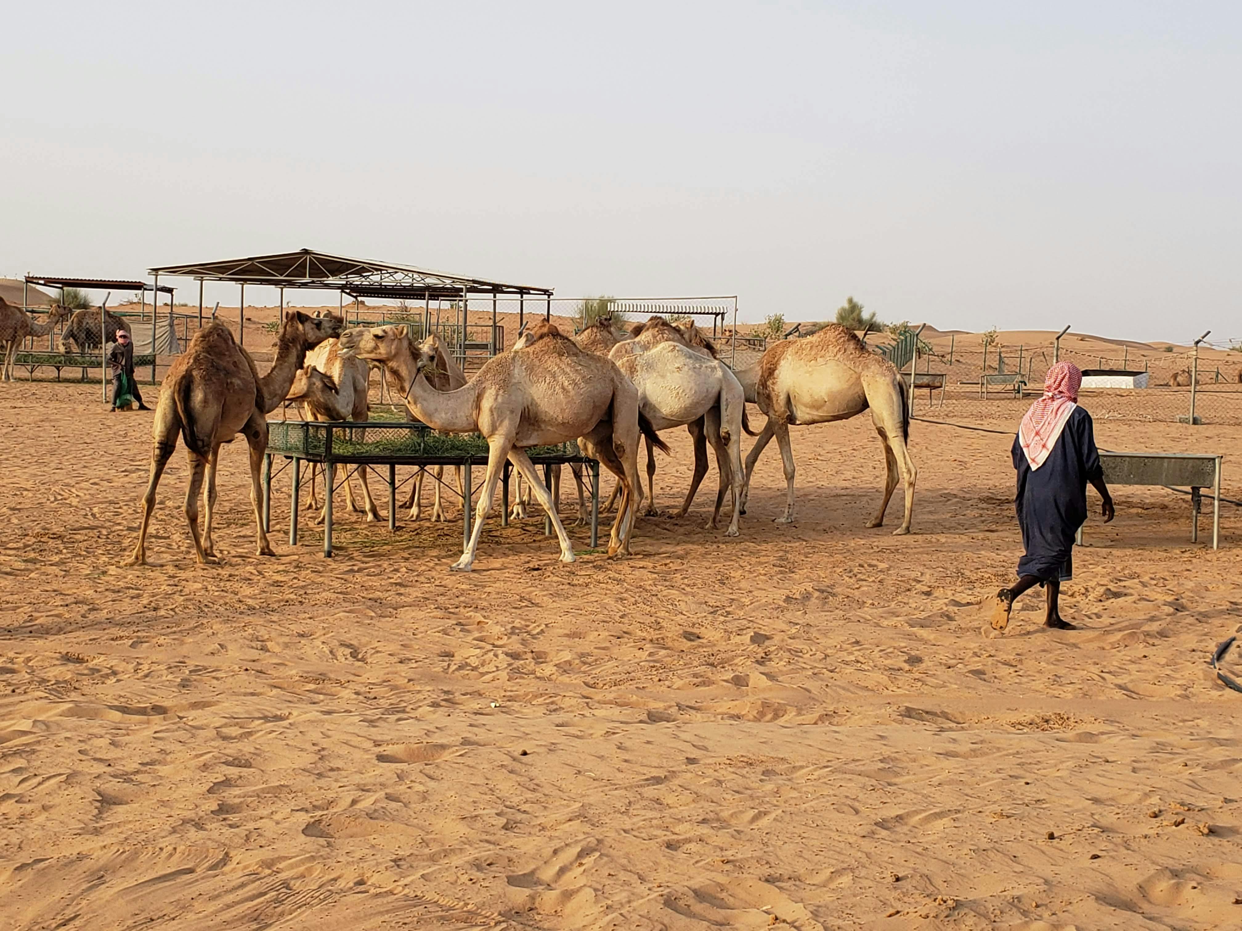 A group of camels stand around a feeding trough in a sandy desert area, with a person in traditional clothing walking nearby.